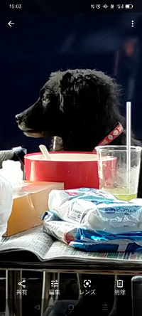 かわいい犬を見かけました 何という犬種でしょうか おわかりの方 Yahoo 知恵袋