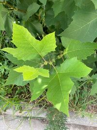 これは何という植物でしょうか よろしくお願いします Yahoo 知恵袋