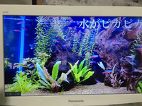 画像の水草の名前を教えてください 至急 ミクロソリウムかクリプト Yahoo 知恵袋