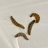 この毛虫の名前をご存知の方はいらっしゃいませんか 黄色と黒の横縞で 白い長 Yahoo 知恵袋