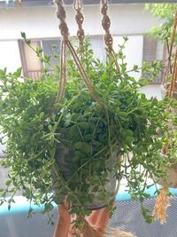 この植物の名前を教えてください コショウ科のペペロミア イザベラだと Yahoo 知恵袋