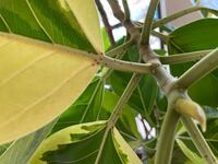 コナカイガラムシを全滅させたいです エバーフレッシュにコナカイガラム Yahoo 知恵袋