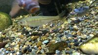 この魚何ですか 私はオイカワだと思ってますが どーなんでしょうか ど Yahoo 知恵袋