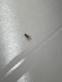 この小さい虫が部屋の中にぽつぽつ現れるようになったんですけど、こいつなんて言う虫ですか？ あとどこから湧いてるのか、どうしたら駆除できるのかも教えていただけると助かります、、。
大体天井とか壁で歩いてます。
困ってるのでどなたか助けてください(._.)