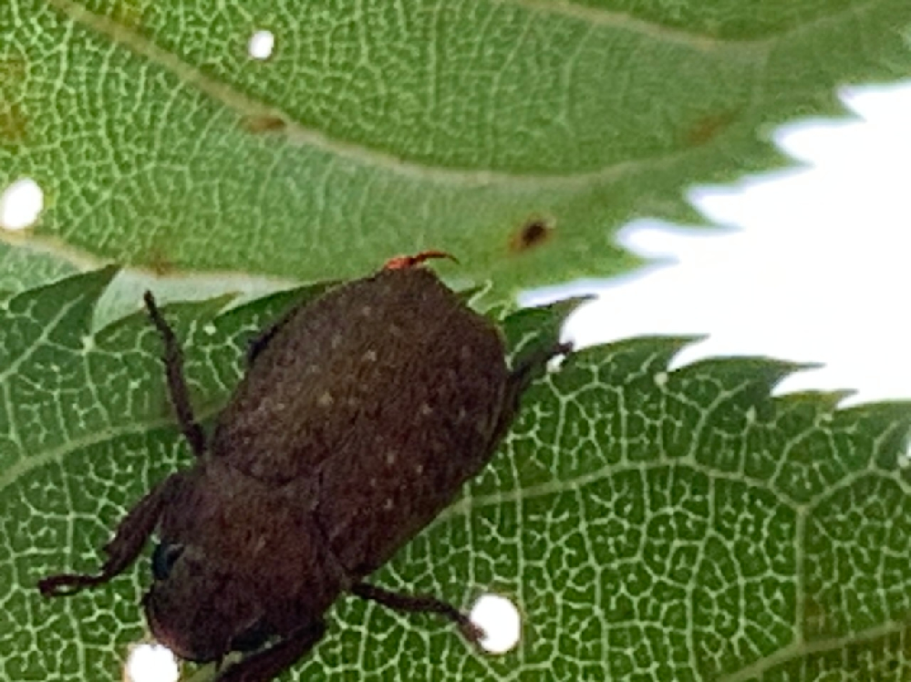 チョコレートやネギ類などは動物にとっては毒なのになぜ人間が食べても平気な Yahoo 知恵袋