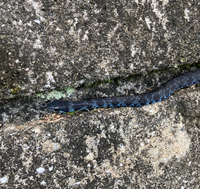 この青いヘビの名前を教えてください 