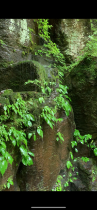 この岩場に活着している大きな葉っぱを持つ植物の名前がわかりません Yahoo 知恵袋