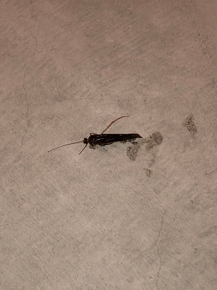 この細長い黒い虫 ゴキブリでしょうか 家の中の隅でひっそりと止ま Yahoo 知恵袋