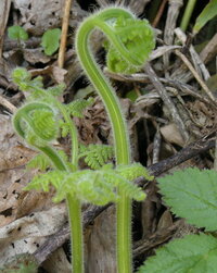 これは ワラビ ですか ワラビにしては色が明るいし 産毛があるので何だろう Yahoo 知恵袋