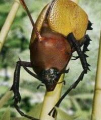 ムシキングのこのカブトムシの名前知っていますか ノコギリタ Yahoo 知恵袋