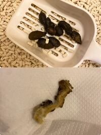 至急 猫のうんちについて 猫のうんちの画像あり一歳の猫 Yahoo 知恵袋