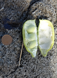 室戸の海岸で 枝豆みたいな植物を見つけました これはやはり 枝豆なのでしょ Yahoo 知恵袋