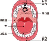 至急この図の丸した部分が口内炎 みたいな感じで腫れていて痛いです Yahoo 知恵袋