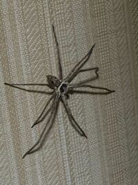 閲覧注意！！蜘蛛の写真あり。 家にデカい蜘蛛が出ました。
これはゴキを駆除してくれるアシダカ蜘蛛であってますか？