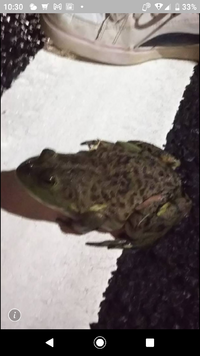 このカエルの名前わかる方いますか 見かけたのは初夏だったと思います 田んぼ Yahoo 知恵袋