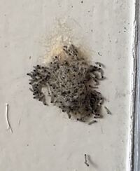 これは何の虫でしょうか おしりから糸をひいてうねうねしてました Yahoo 知恵袋