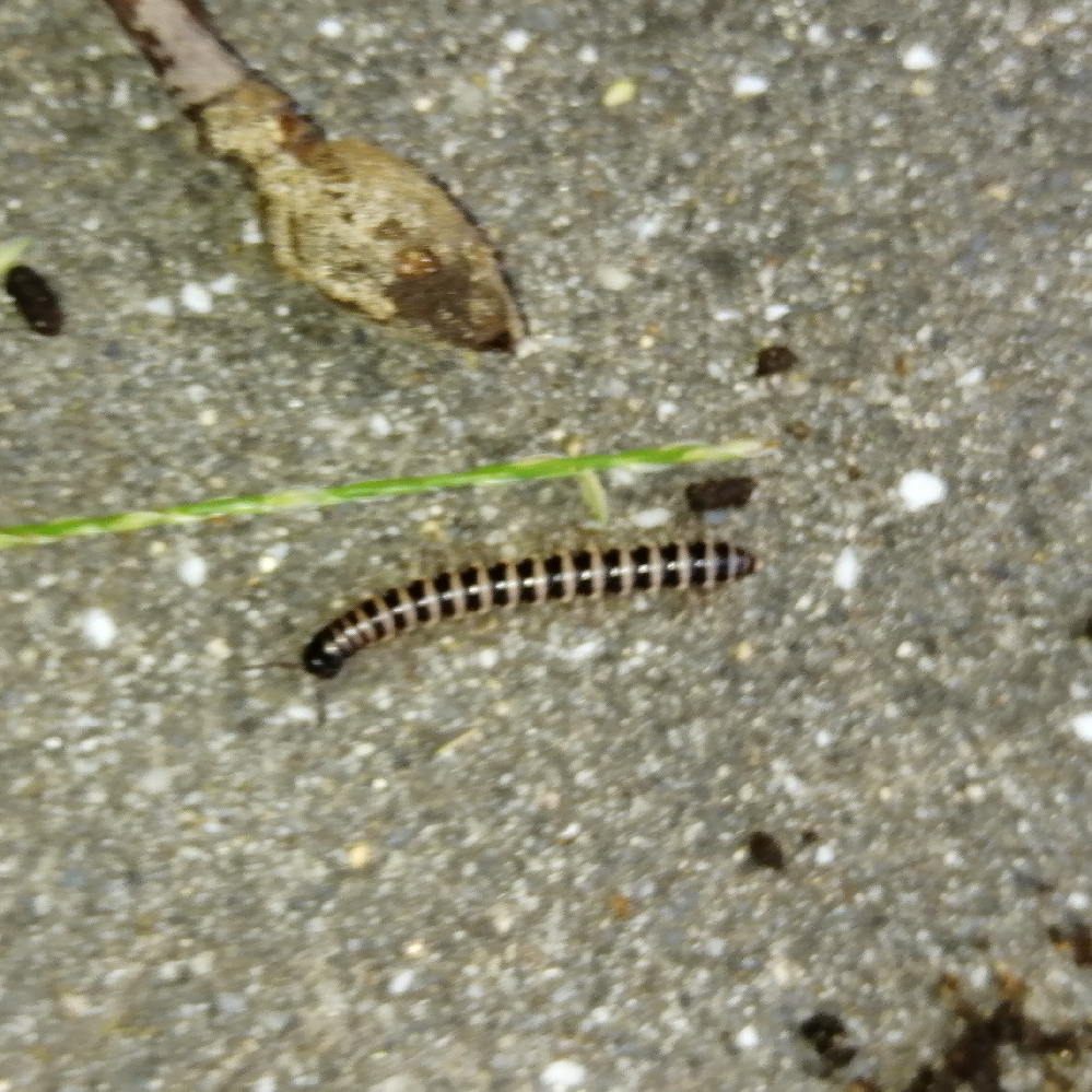 写真のこの虫 一瞬ムカデかと思ったのですが なんて虫ですか 木の下に Yahoo 知恵袋