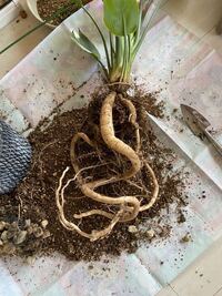 ストレチアの根っこについてです ぐんぐんと大きくなりすぎて 茎がだらん Yahoo 知恵袋