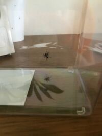 これはなんという名前の蜘蛛ですか あと 飼育しても大丈夫ですか Yahoo 知恵袋