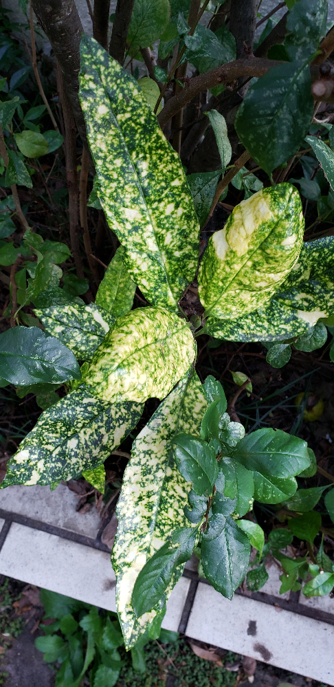 シソとマリーゴールドの間にある緑に白の線の入った葉っぱのある植物は何 Yahoo 知恵袋