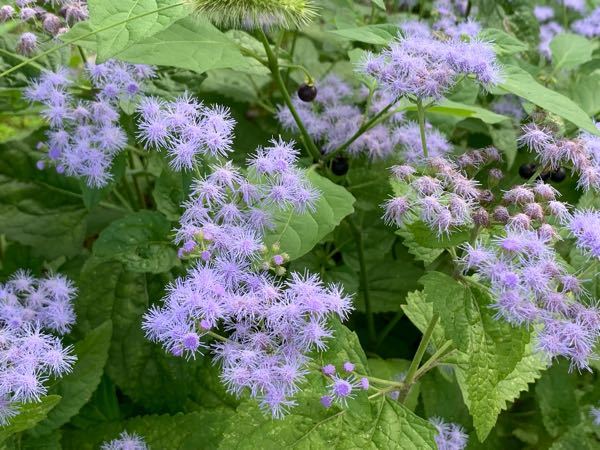 この花の名前を教えてください アゲラタムに似ていますが草丈 Yahoo 知恵袋