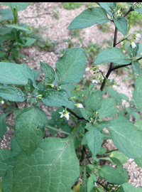 この植物は何ですか 庭の雑草で一際目立ってます汗グリホサートで枯 Yahoo 知恵袋