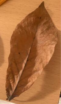 この落ち葉の名前を教えてください Yahoo 知恵袋