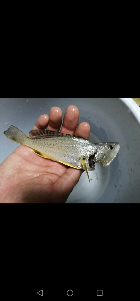 この魚の名前はなんでしょうか コイチ の幼魚だ Yahoo 知恵袋