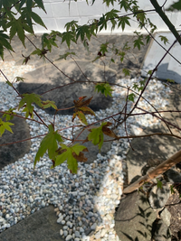 もみじの葉っぱが茶色くなってしまっています 原因はなんでしょうか Yahoo 知恵袋