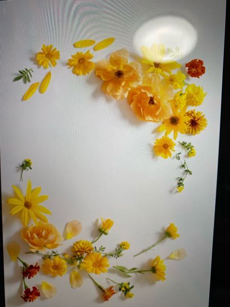 この白背景の花写真を綺麗に切り抜くにはどうすればよいでしょうか 