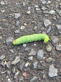 この芋虫は何の幼虫でしょうか 9月半ばに東日本で歩道を這っている Yahoo 知恵袋