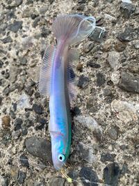 昨日この魚が釣れたのですが 魚の名前を教えて頂けないでしょ Yahoo 知恵袋