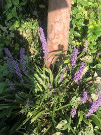 植えてないのに木の下に紫色の花が咲き始めました この花の名前教えてください Yahoo 知恵袋