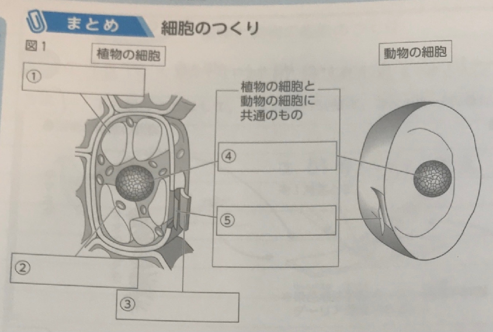 教科書に載ってなくてよくわからなかったため回答お願いしますm M中 Yahoo 知恵袋