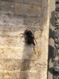 犬がスズメバチを噛んだ のですが生きている状態でやったので刺され Yahoo 知恵袋