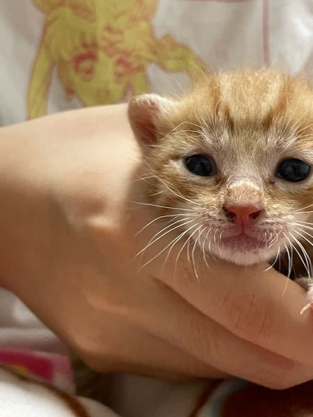 至急！！この子拾った猫なんですけど鼻に汚れ、目やにがありますよね 