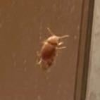 この虫はなんという虫ですか？見ずらくてすみません。色は赤茶色っぽい色です。サイズは肉眼で見えますが小さいです。 