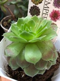 センペルビウム見直ししました｜園芸日記byアザラシ大好き