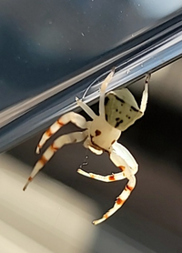 日本に白い蜘蛛って存在しますか 私のお姉ちゃんが部屋の掃除をして Yahoo 知恵袋