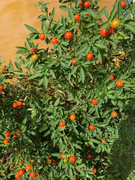 これは何という花でしょうか 実が丸くてかなり張りがあります Yahoo 知恵袋