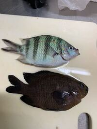 このお魚は毒とかありますか Yahoo 知恵袋