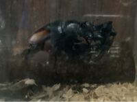 セアカフタマタクワガタが後尾の姿勢で動きません どうしたら交尾さ Yahoo 知恵袋