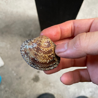 この貝はなんでしょうか アサリみたいですがアサリよりかなり大きく Yahoo 知恵袋
