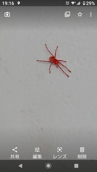 この蜘蛛って毒有りますか？ 