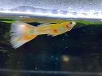 この子エラ病でしょうか 金魚飼育歴は長いです メダカの品種 系統名は Yahoo 知恵袋