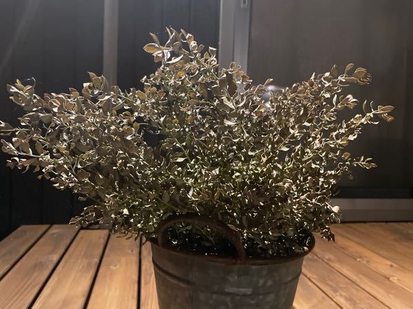 先週の土曜日 ブルーベリーの インディゴブルーバッキニウムダロウ Yahoo 知恵袋