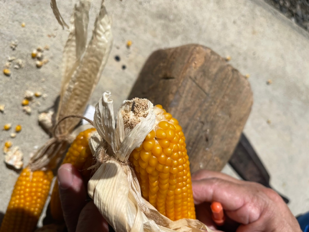 ガレージに大量にノシメマダラメイガが発生しています 原因と思われ Yahoo 知恵袋