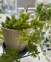 植物について 画像の植物はサボテンです 正式名称を教えてください Yahoo 知恵袋