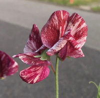 スイートピーの名前を教えてください この霜降り肉のようなスイート Yahoo 知恵袋