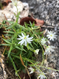 花の名前を教えてください 10月初旬 山で撮りました 指先くらいの小さな花 Yahoo 知恵袋